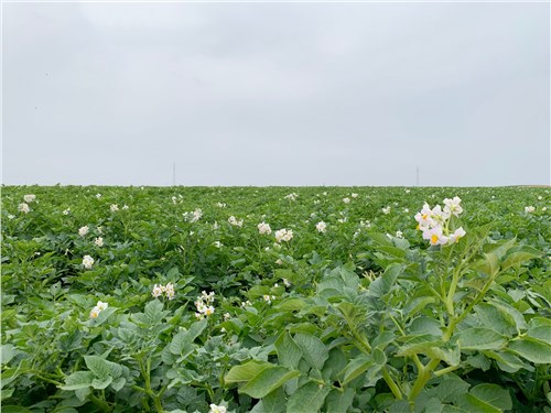 晶元集團(tuán)：“飛地經(jīng)濟(jì)”模式打造鄉(xiāng)村振興新引擎